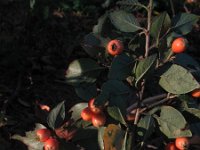 Cotoneaster dielsianus 9, Diels cotoneaster, Saxifraga-Rutger Barendse
