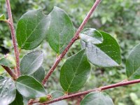 Cotoneaster divaricatus 10, Saxifraga-Rutger Barendse