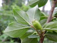 Cotoneaster divaricatus 11, Saxifraga-Rutger Barendse