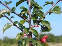 Cotoneaster divaricatus 15, Saxifraga-Rutger Barendse