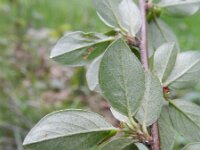 Cotoneaster divaricatus 18, Saxifraga-Rutger Barendse