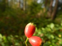 Cotoneaster divaricatus 2, Saxifraga-Rutger Barendse