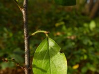 Cotoneaster divaricatus 4, Saxifraga-Rutger Barendse