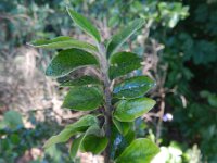 Cotoneaster divaricatus 7, Saxifraga-Rutger Barendse