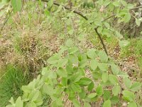 Cotoneaster fangianus 5, Saxifraga-Rutger Barendse