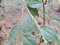 Cotoneaster franchetii 10, Saxifraga-Rutger Barendse