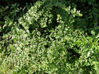 Cotoneaster franchetii 12, Saxifraga-Rutger Barendse