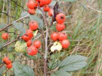 Cotoneaster franchetii 15, Saxifraga-Rutger Barendse