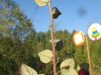 Cotoneaster franchetii 3, Saxifraga-Rutger Barendse