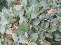 Cotoneaster franchetii 7, Saxifraga-Rutger Barendse