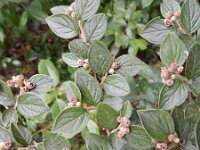 Cotoneaster franchetii 9, Saxifraga-Rutger Barendse