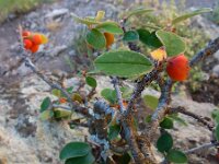 Cotoneaster integerrimus 14, Saxifraga-Ed Stikvoort