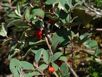 Cotoneaster integerrimus 3, Saxifraga-Jan van der Straaten