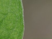 Cotoneaster integerrimus 5, Saxifraga-Rutger Barendse