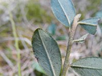 Cotoneaster integrifolius 1, Saxifraga-Rutger Barendse