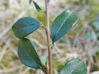 Cotoneaster integrifolius 2, Saxifraga-Rutger Barendse