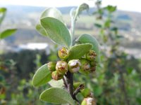 Cotoneaster integrifolius 6, Saxifraga-Rutger Barendse