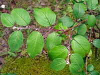 Cotoneaster melanocarpus 2, Saxifraga-Hans Grotenhuis