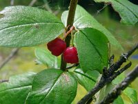 Cotoneaster melanocarpus 3, Saxifraga-Hans Grotenhuis