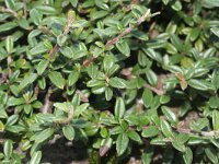 Cotoneaster microphyllus 2, Saxifraga-Rutger Barendse