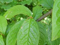 Cotoneaster rehderi 10, Rimpelige cotoneaster, Saxifraga-Rutger Barendse