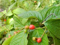 Cotoneaster rehderi 11, Rimpelige cotoneaster, Saxifraga-Rutger Barendse