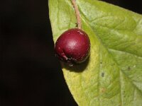 Cotoneaster rehderi 2, Rimpelige cotoneaster, Saxifraga-Rutger Barendse