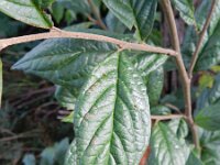 Cotoneaster rehderi 6, Rimpelige cotoneaster, Saxifraga-Rutger Barendse