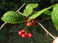 Cotoneaster rehderi 7, Rimpelige cotoneaster, Saxifraga-Rutger Barendse