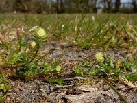 Cotula australis 12, Kamilleknopje, Saxifraga-Ed Stikvoort