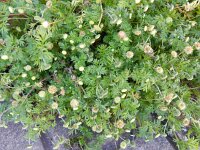 Cotula australis 14, Kamilleknopje, Saxifraga-Rutger Barendse