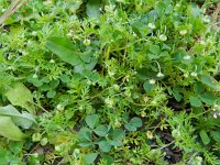 Cotula australis 16, Kamilleknopje, Saxifraga-Rutger Barendse