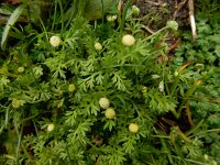 Cotula australis 17, Kamilleknopje, Saxifraga-Ed Stikvoort