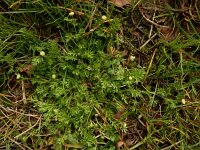 Cotula australis 19, Kamilleknopje, Saxifraga-Ed Stikvoort