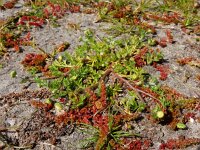 Cotula australis 2, Kamilleknopje, Saxifraga-Ed Stikvoort