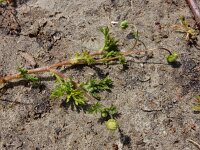 Cotula australis 5, Kamilleknopje, Saxifraga-Ed Stikvoort