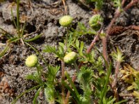 Cotula australis 6, Kamilleknopje, Saxifraga-Ed Stikvoort
