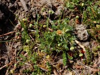 Cotula australis 8, Kamilleknopje, Saxifraga-Ed Stikvoort