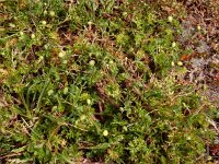 Cotula australis 9, Kamilleknopje, Saxifraga-Ed Stikvoort