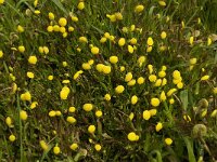 Cotula coronopifolia 11, Goudknopje, Saxifraga-Willem van Kruijsbergen