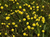 Cotula coronopifolia 12, Goudknopje, Saxifraga-Willem van Kruijsbergen