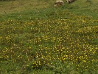 Cotula coronopifolia 14, Goudknopje, Saxifraga-Willem van Kruijsbergen