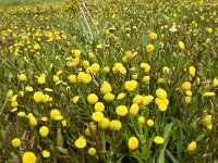 Cotula coronopifolia 15, Goudknopje, Saxifraga-Jan van der Straaten