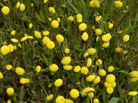 Cotula coronopifolia 16, Goudknopje, Saxifraga-Jan van der Straaten