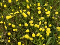 Cotula coronopifolia 19, Goudknopje, Saxifraga-Jan van der Straaten