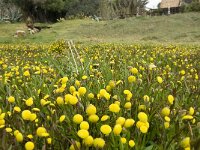 Cotula coronopifolia 21, Goudknopje, Saxifraga-Jan van der Straaten