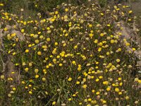 Cotula coronopifolia 25, Goudknopje, Saxifraga-Jan van der Straaten