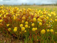 Cotula coronopifolia 29, Goudknopje, Saxifraga-Ed Stikvoort