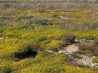 Cotula coronopifolia 3, Goudknopje, Saxifraga-Piet Zomerdijk