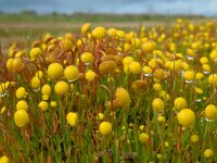 Cotula coronopifolia 30, Goudknopje, Saxifraga-Ed Stikvoort